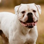 Is an American Bulldog Right For Me?