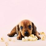 Is Popcorn Bad for Dogs?