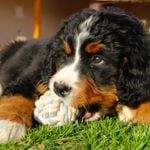All About the Bernese Mountain Dog