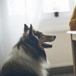 Can Dogs Eat Pecans?