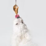 Are Almonds Safe For Dogs?