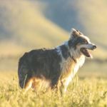 How Do Animals Sweat?