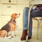 Can Dogs Safely Eat Onions?