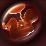 The Placenta: a Multi-Purpose Temporary Organ