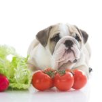 Are Tomatoes Safe for Dogs?