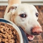Why Is Your Dog Vomiting?