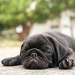 How Do You Make a Dog Throw Up?