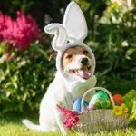 Is It Safe for Dogs to Eat Blueberries?