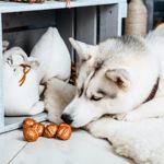 Are Walnuts Safe For Dogs?