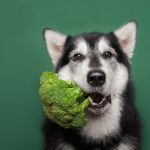 Can Dogs Eat Broccoli?