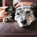 What Does It Mean If A Dog Has Blood In Its Stool?