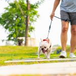 What is Heat Stroke in Dogs and How is It Treated?