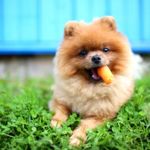 Are Carrots Good for Dogs?