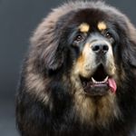 Dog Breeds That Look Like Bears