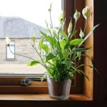 How to Care for Peace Lilies