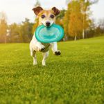 What Are The Symptoms Of Hookworms In Dogs?