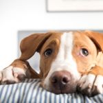 How To Recognize and Treat Pancreatitis in Dogs