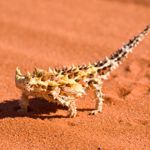 These Are Some of the Strangest Creatures on Earth