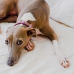 Should You Get a Greyhound Dog?