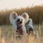 Hairless Dog Breeds and How to Care for Them