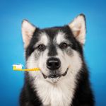 How Do You Brush a Dog's Teeth?