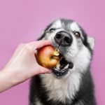 Can Dogs Eat Apples?