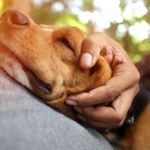 What Is Addison's Disease In Dogs?