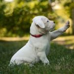 What do You Need to Know Before Buying a Dogo Argentino?