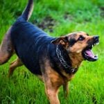 What are the Symptoms of Rabies in Dogs?
