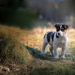Can a Dog Have Down Syndrome?