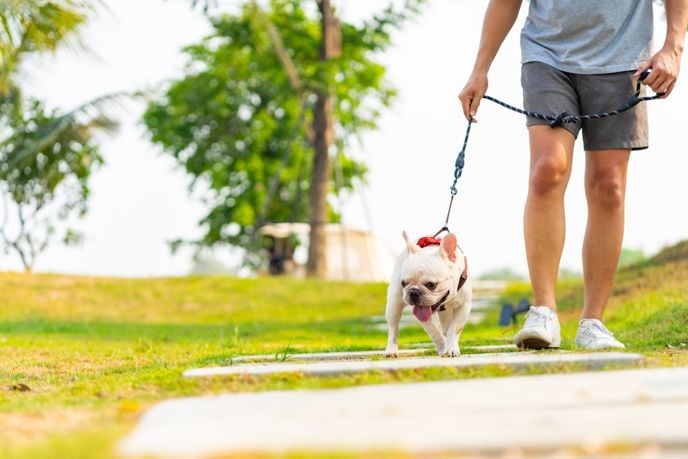 What is Heat Stroke in Dogs and How is It Treated?