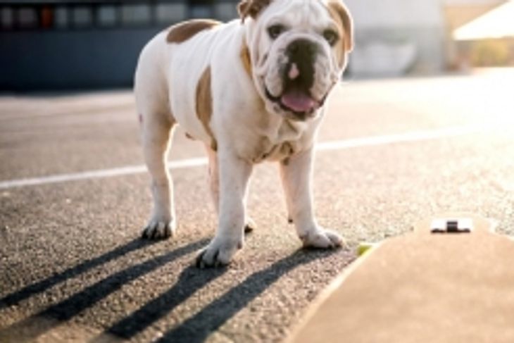 What is Heat Stroke in Dogs and How is It Treated?