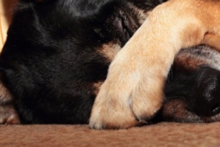 Can Dogs Get Pink Eye?