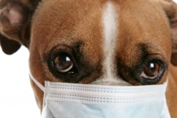 Can Dogs Catch a Cold?