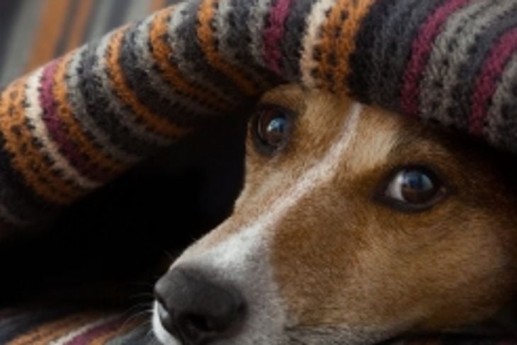 What Does a Fever Mean In Dogs?