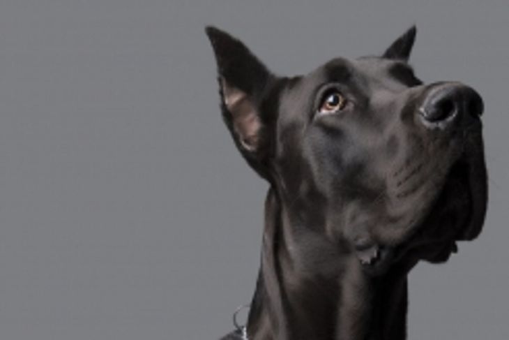 What are the Signs of Bloat in Dogs?
