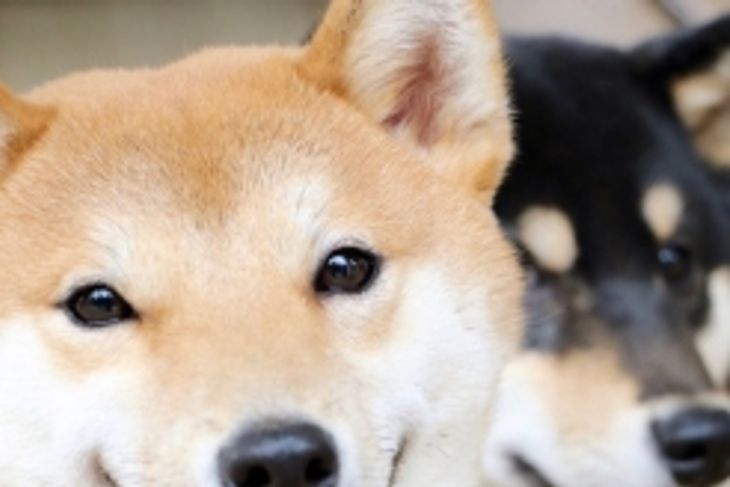 Dog Breeds That Live the Longest