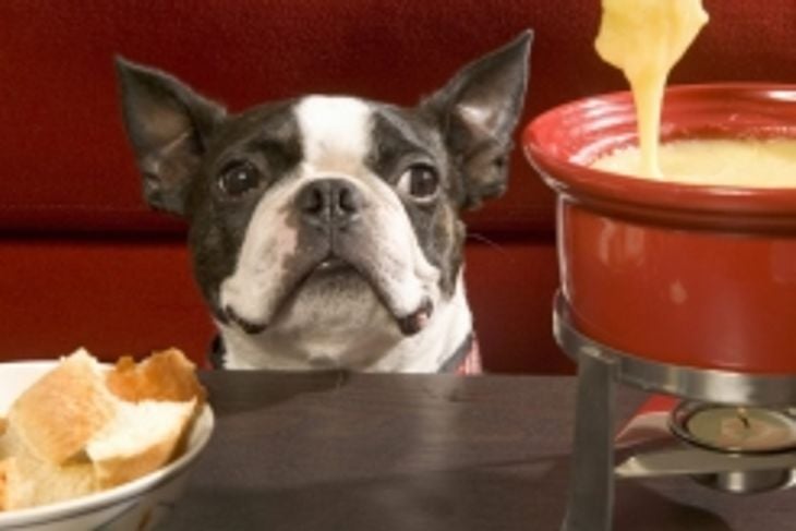 Are Dogs and Cheese a Good Combo?