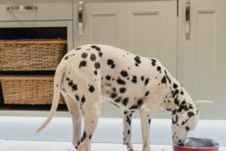 Are Cashews Safe For Dogs To Eat?