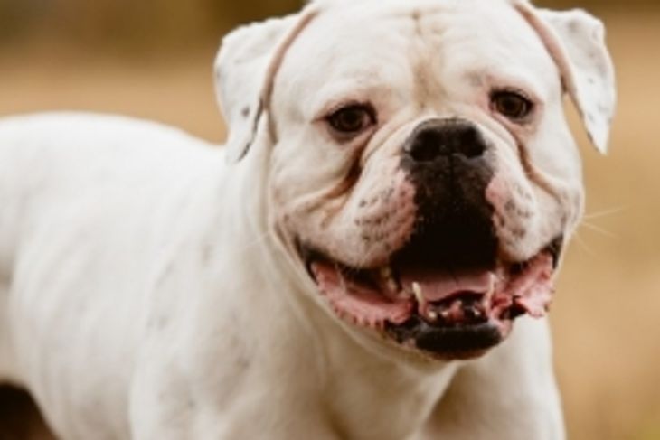 Is an American Bulldog Right For Me?