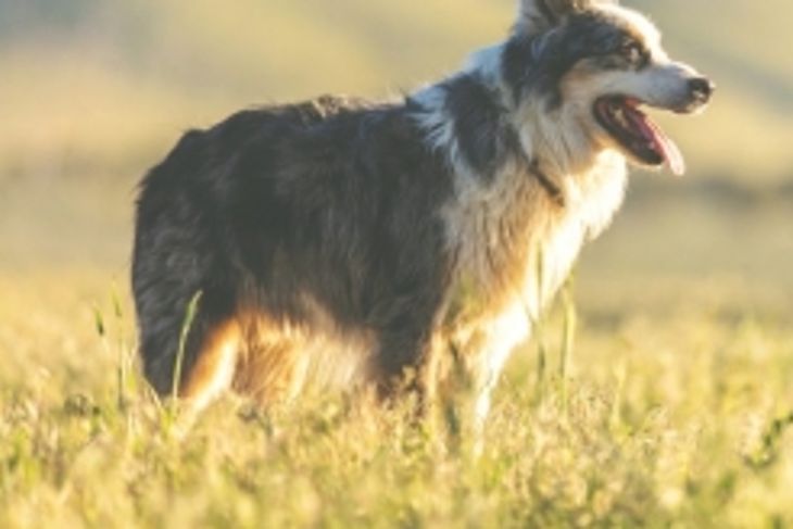 How Do Animals Sweat?