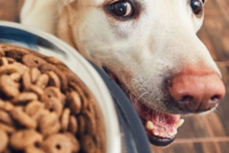 Why Is Your Dog Vomiting?