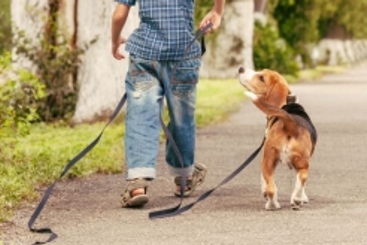 Wonderful Kid-Friendly Dogs for Families
