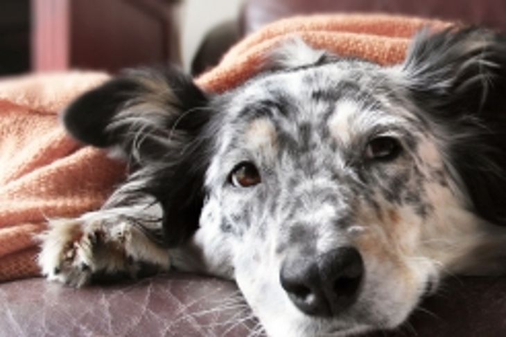 What Does It Mean If A Dog Has Blood In Its Stool?