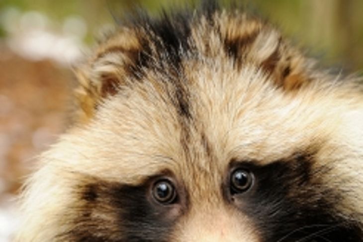 Crazy Facts About Raccoon Dogs