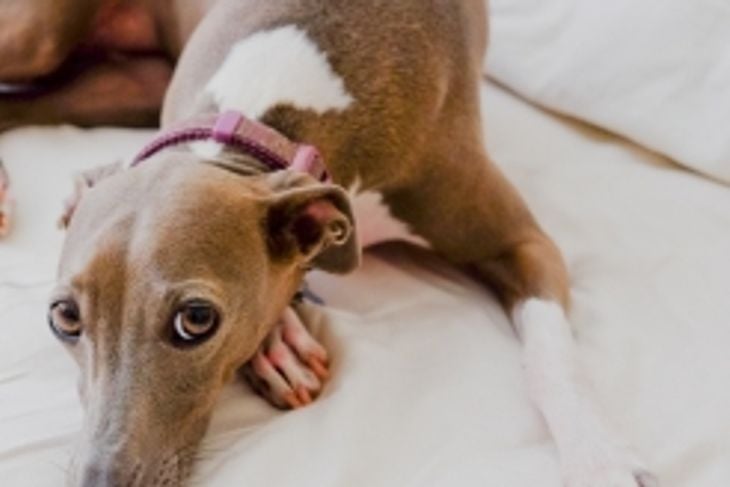 Should You Get a Greyhound Dog?