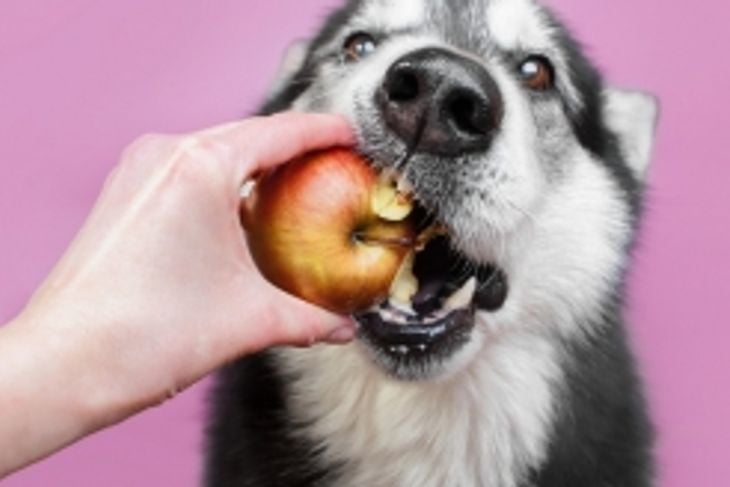 Can Dogs Eat Apples?