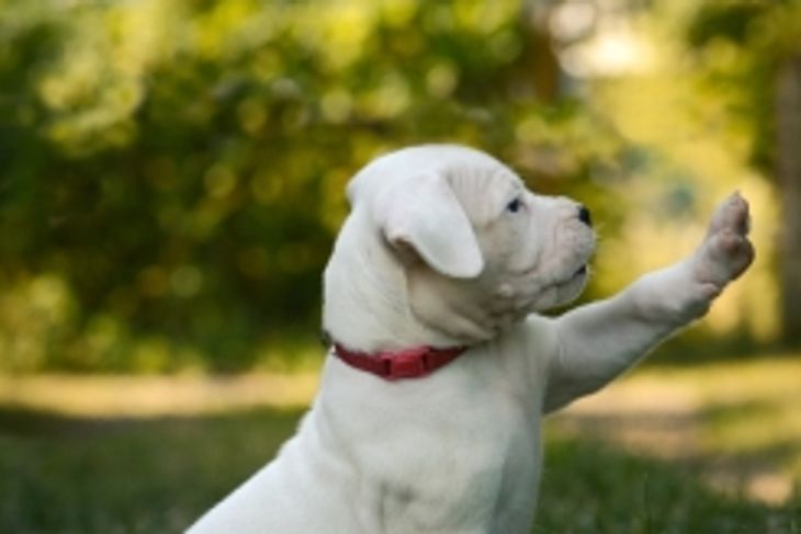 What do You Need to Know Before Buying a Dogo Argentino?