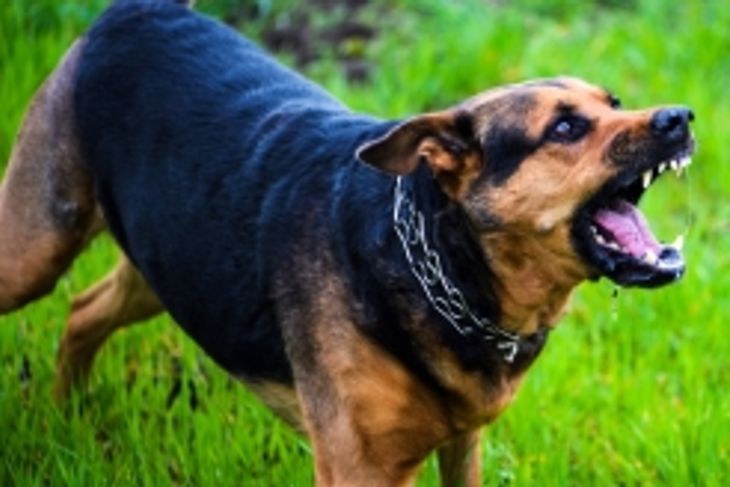 What are the Symptoms of Rabies in Dogs?