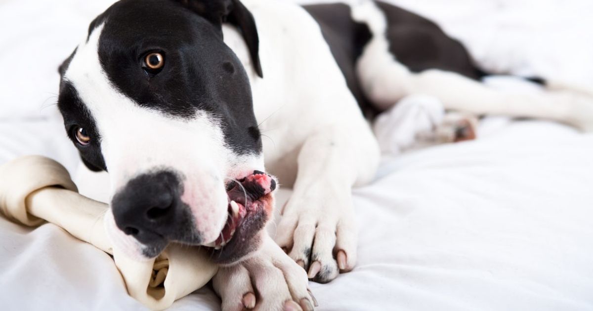 What Should You Do if Your Dog is Choking? Facty